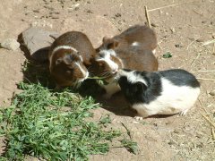03-Local food, Guinea pigs